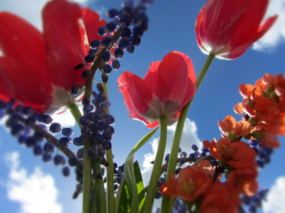 Flowers With Blue Sky